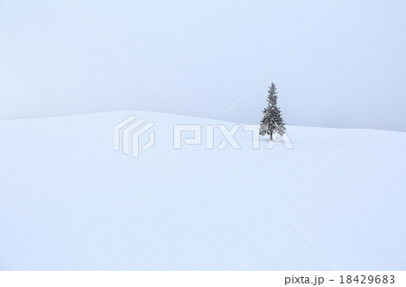 真冬のクリスマスツリーの木 18429683