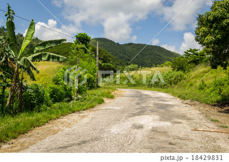 Jungle Cuba 18429831