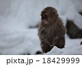 さる 18429999