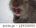 さる 18430000