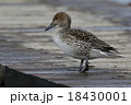 かも 18430001
