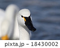 白鳥 18430002