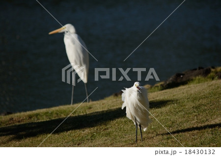 コサギ 18430132