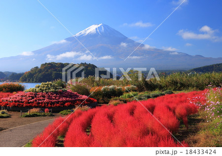 大石公園　紅葉コキア 18433424
