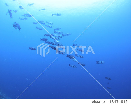 パラオの海に群れるマダラタルミ 18434815