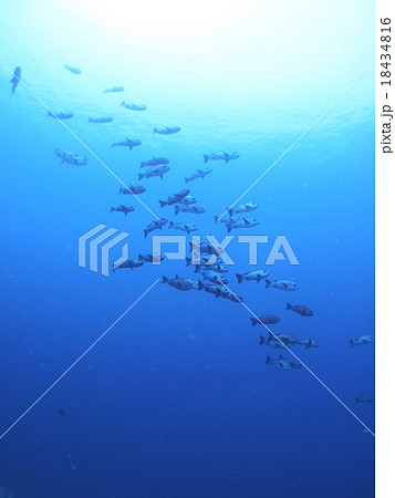 パラオの海に群れるマダラタルミ 18434816