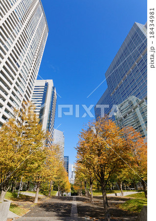 紅葉の品川インターシティと品川グランドコモンズ 紅葉の品川インターシティと品川グランドコモンズ 18434981