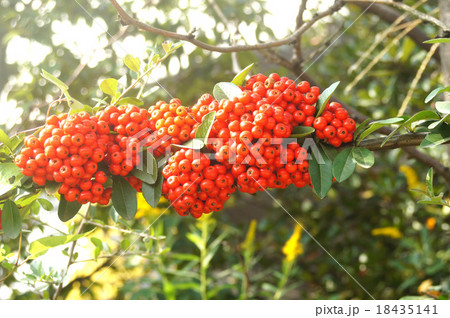 ピラカンサス 18435141