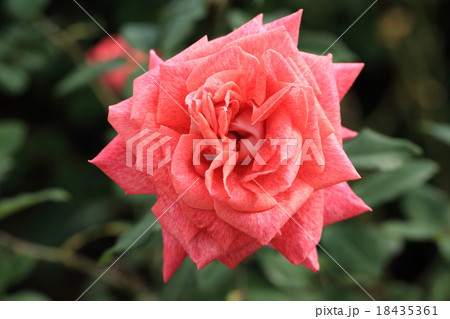 ピンクに霜降りのバラの花・ピエールカルダン ピンクに霜降りのバラの花・ピエールカルダン 18435361