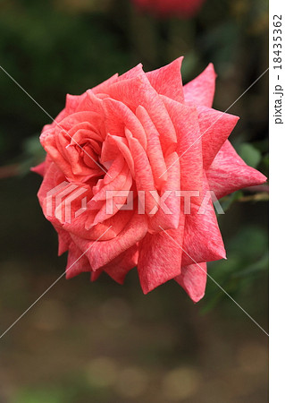 ピンクに霜降りのバラの花・ピエールカルダン ピンクに霜降りのバラの花・ピエールカルダン 18435362