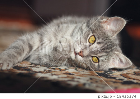 gray striped pussy playing 18435374