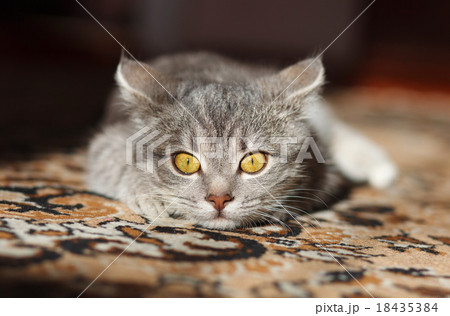 gray cat is in the sun with yellow eyes 18435384