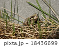 秋のカエル 18436699