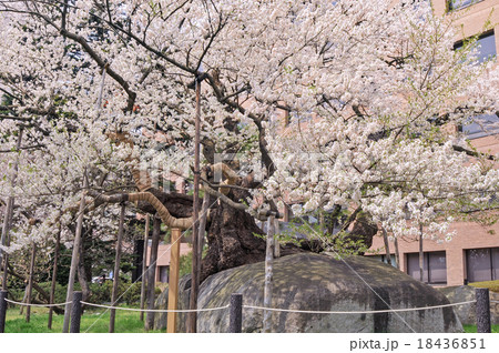 天然記念物石割桜 天然記念物石割桜 18436851