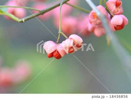 マユミの実 マユミの実 18436856