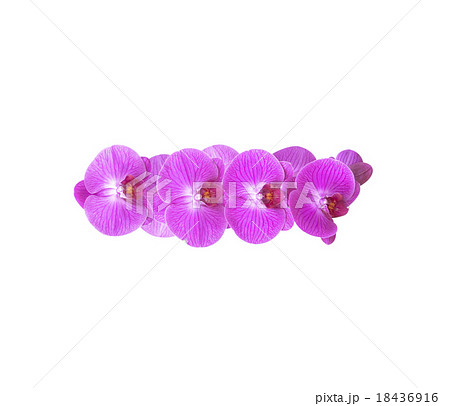 Orchid isolated on white background. Orchid isolated on white background. 18436916