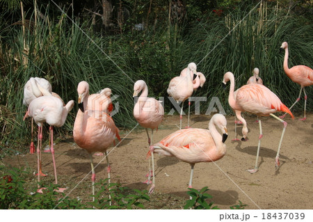 フラミンゴ 18437039