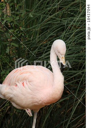 フラミンゴ フラミンゴ 18437044