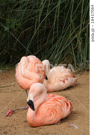 フラミンゴ フラミンゴ 18437064