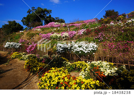 秋晴れに映える山北の懸崖菊 秋晴れに映える山北の懸崖菊 18438238