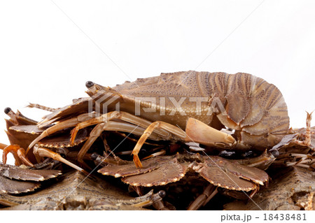 Flathead lobster, Lobster Moreton Bay bug. 18438481