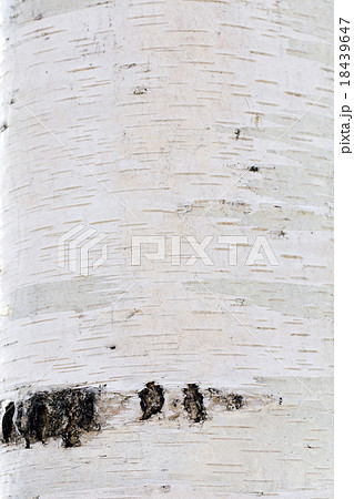 birch bark birch bark 18439647