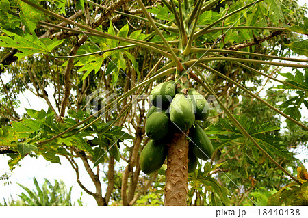 Papayal tree Papayal tree 18440438