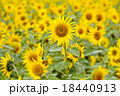 ひまわり畑 18440913