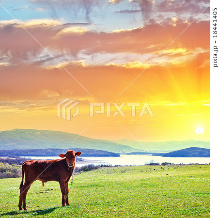 nature nature 18441405