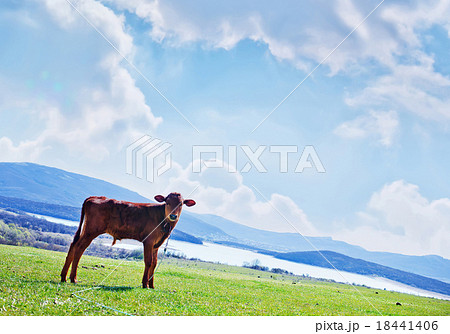 nature nature 18441406