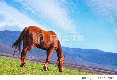 nature nature 18441407