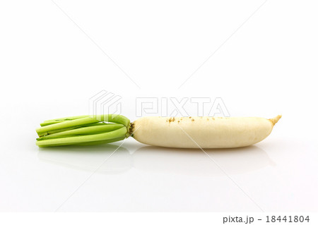 Daikon radishes,Raphanus sativus L. Daikon radishes,Raphanus sativus L. 18441804
