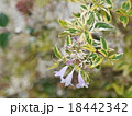 斑入りアベリア 18442342