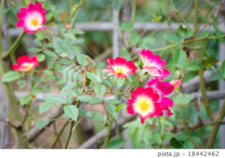 カクテル　バラ 18442462