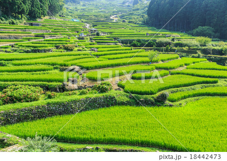 真夏の早朝 四谷の千枚田 真夏の早朝 四谷の千枚田 18442473