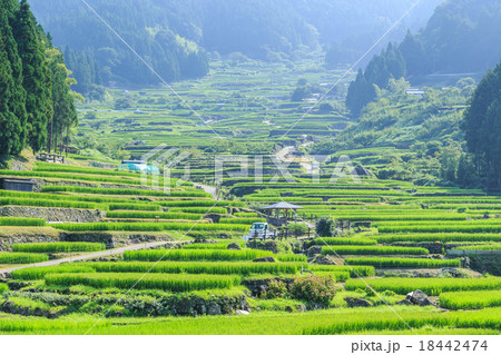 真夏の早朝 四谷の千枚田 真夏の早朝 四谷の千枚田 18442474