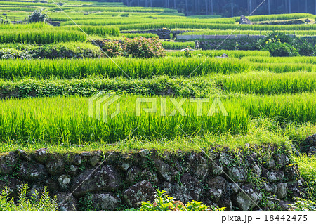 真夏の早朝 四谷の千枚田 真夏の早朝 四谷の千枚田 18442475