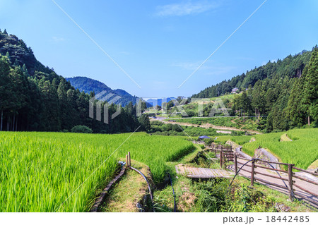 真夏の早朝　四谷の千枚田 18442485