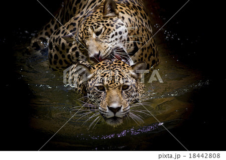 close up Jaguar Portrait close up Jaguar Portrait 18442808