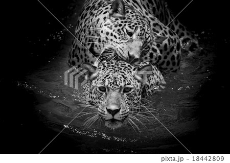 close up Jaguar Portrait 18442809