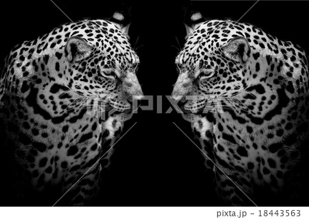 close up Jaguar Portrait 18443563
