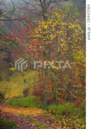 Pathway through the autumn forest 18443564