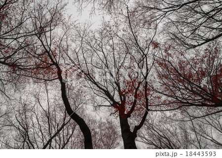 Mighty trees standing in the enchanted forest 18443593