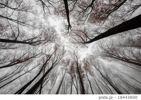 Mighty trees standing in the enchanted forest 18443600