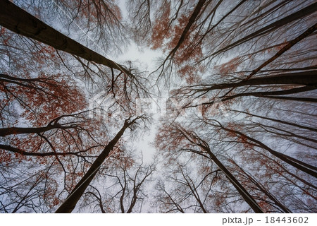 Mighty trees standing in the enchanted forest Mighty trees standing in the enchanted forest 18443602