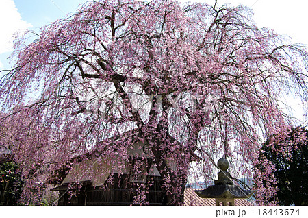 桜 金秀寺 しだれ桜 桜 金秀寺 しだれ桜 18443674