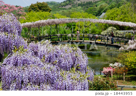 足利フラワーパーク 足利フラワーパーク 18443955