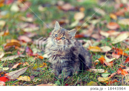 Portrait of little kitten on the fallen leaves 18443964