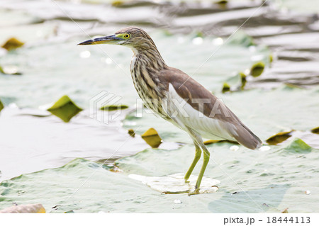 Chinese Pond Heron 18444113