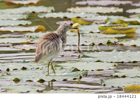Chinese Pond Heron 18444121